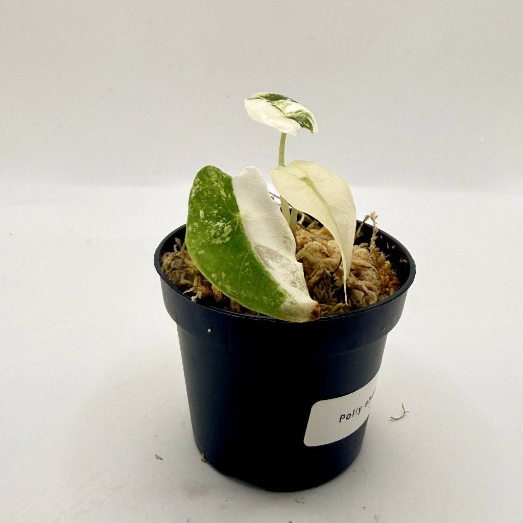 Alocasia Polly Snowflake Pink/Albo Variegata, Huis en Inrichting, Kamerplanten, Verzenden, Halfschaduw, Minder dan 100 cm