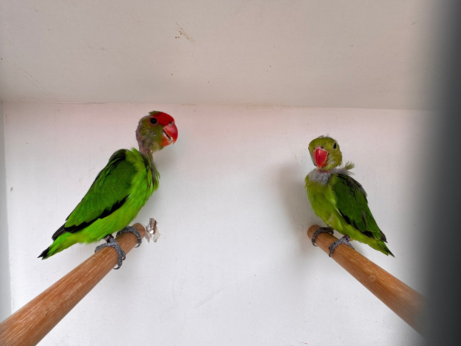 Agapornis Taranta koppel, Meerdere dieren, Dwergpapegaai of Agapornis, Geringd