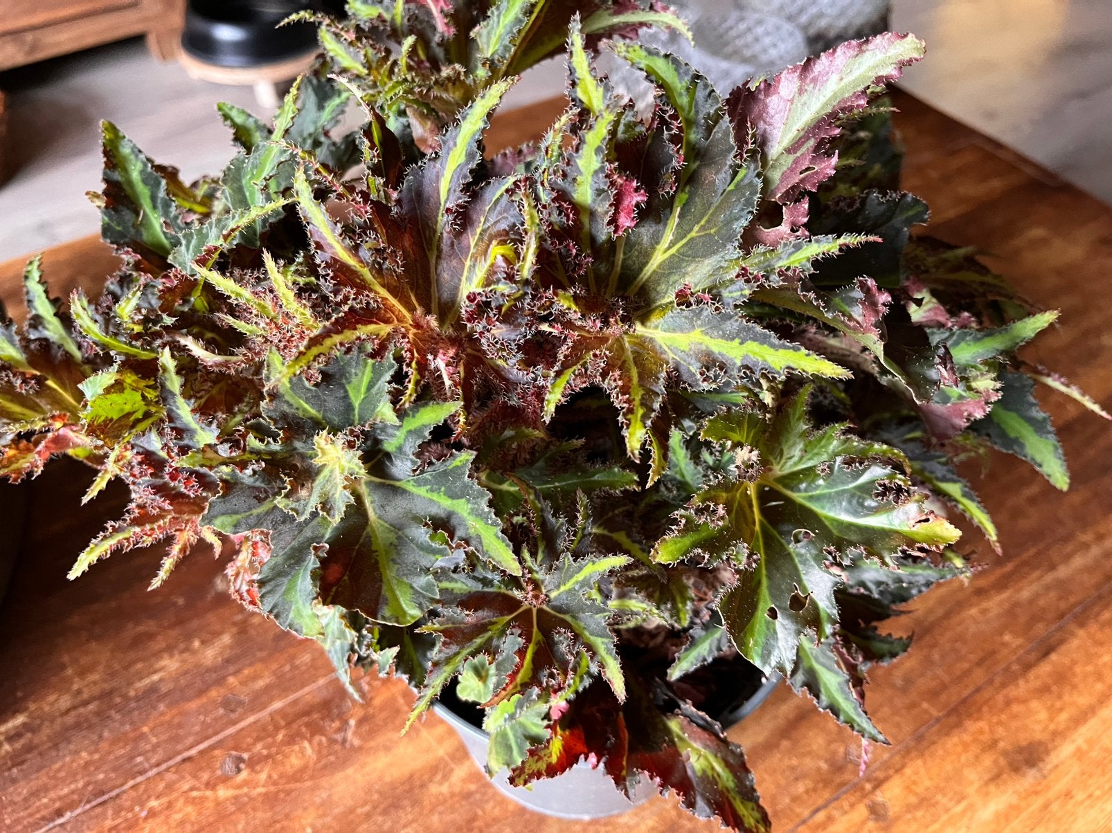 Begonia Lions Dance, Ophalen of Verzenden, Halfschaduw, Minder dan 100 cm