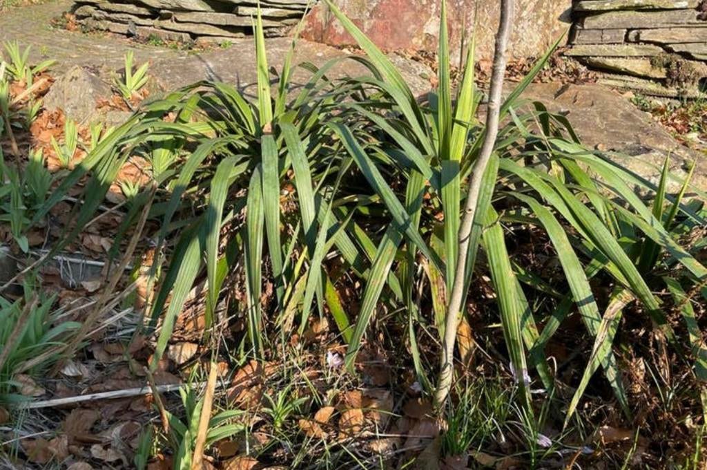 Yucca in pot, Tuin en Terras, Ophalen