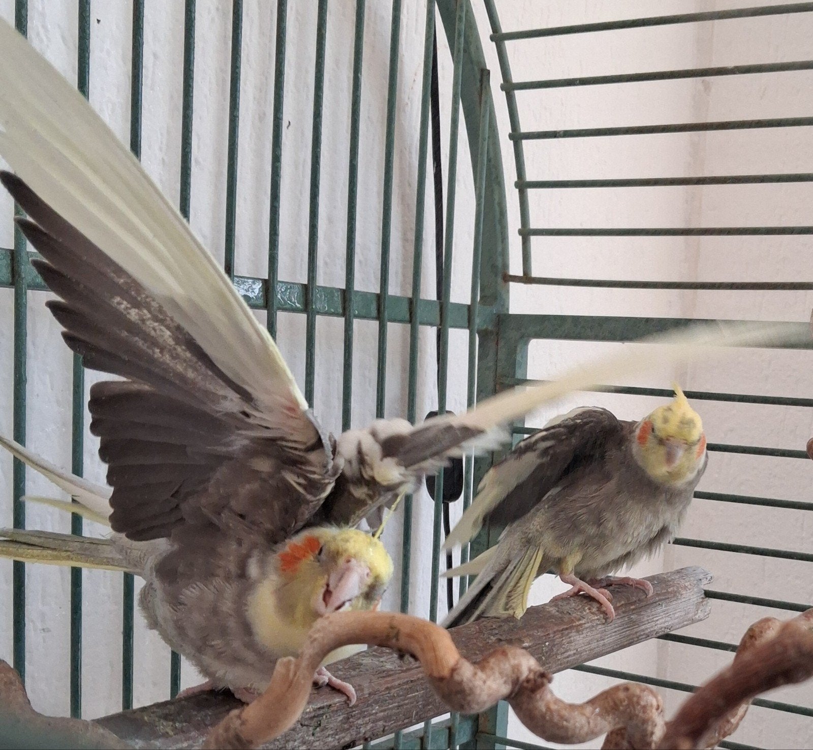 2 VALK PARKIETJES SUPER LIEF, Dieren en Toebehoren, Meerdere dieren, Zangkanarie