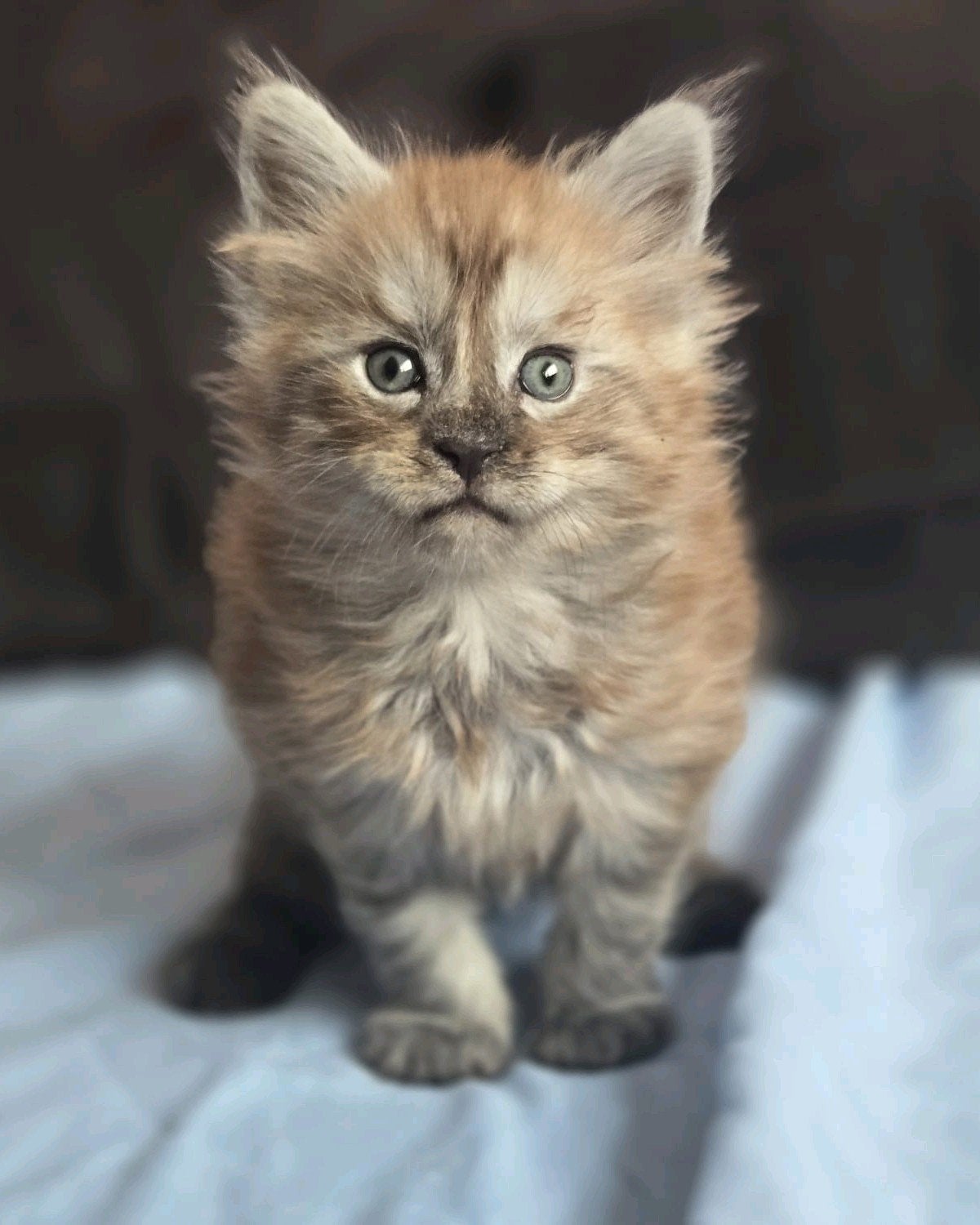 maine coon katertje met stamboom, Kater, Met stamboom, 0 tot 2 jaar