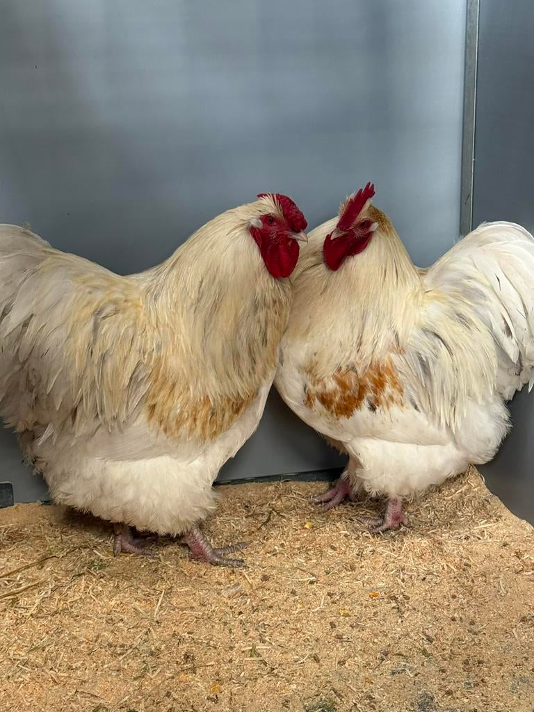 3 hanen te koop, orpington, Dieren en Toebehoren, Pluimvee, Mannelijk, Kip
