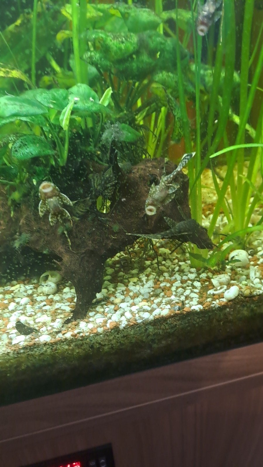Jonge algeneteres, Dieren en Toebehoren, Vissen | Aquaria en Toebehoren, Ophalen