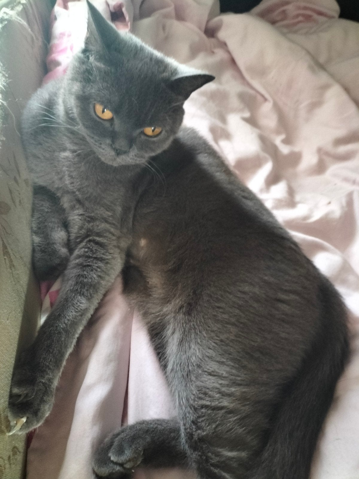 lieve britse korthaar 2 jr jong, Poes, Gechipt, 0 tot 2 jaar