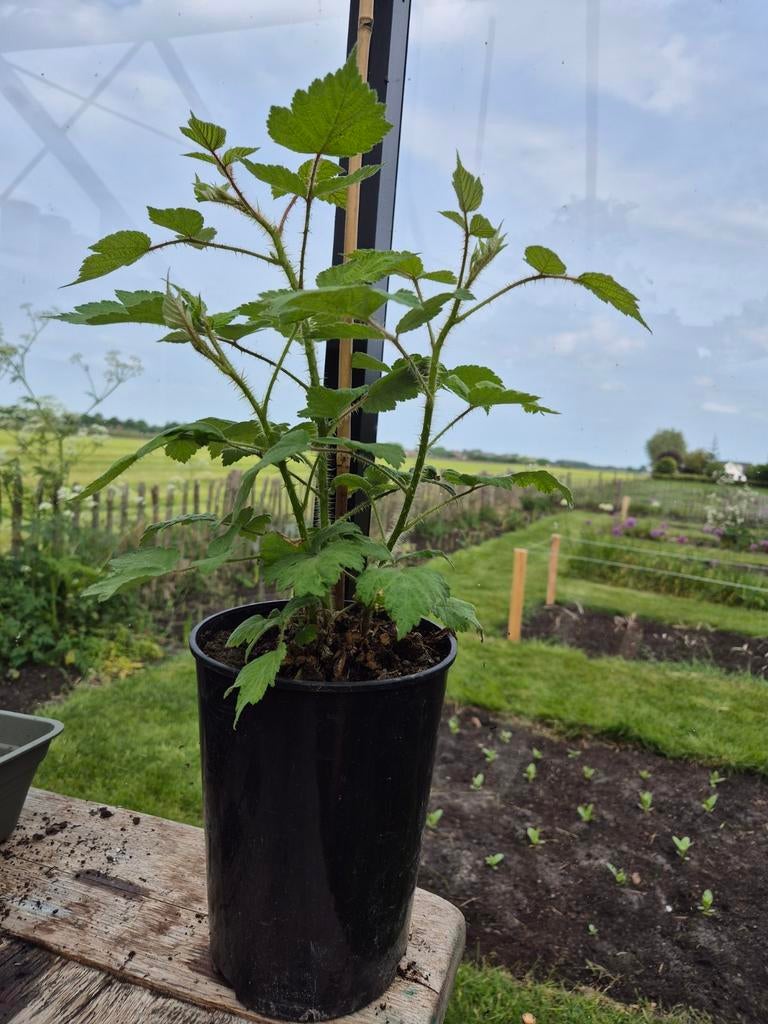Japanse Wijnbes (Rubus phoenicolasius) - Fruitplant, Tuin en Terras, Planten | Tuinplanten, Volle zon, Vaste plant, Ophalen of Verzenden