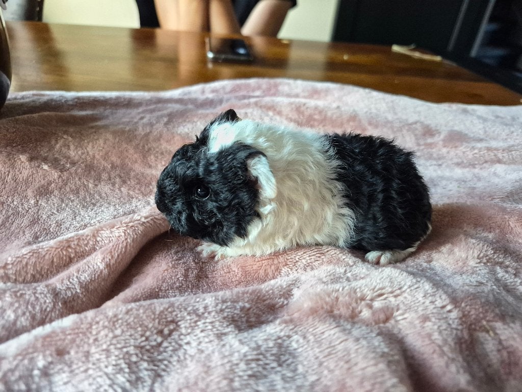 Prachtige lieve cavia baby tessel beertjes, Cavia, Mannelijk, Tam, September