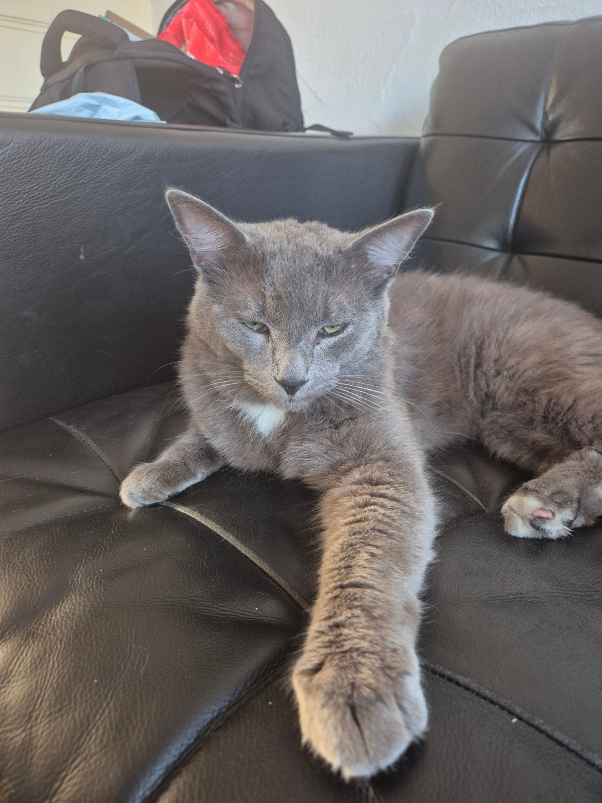 Kat, Kater