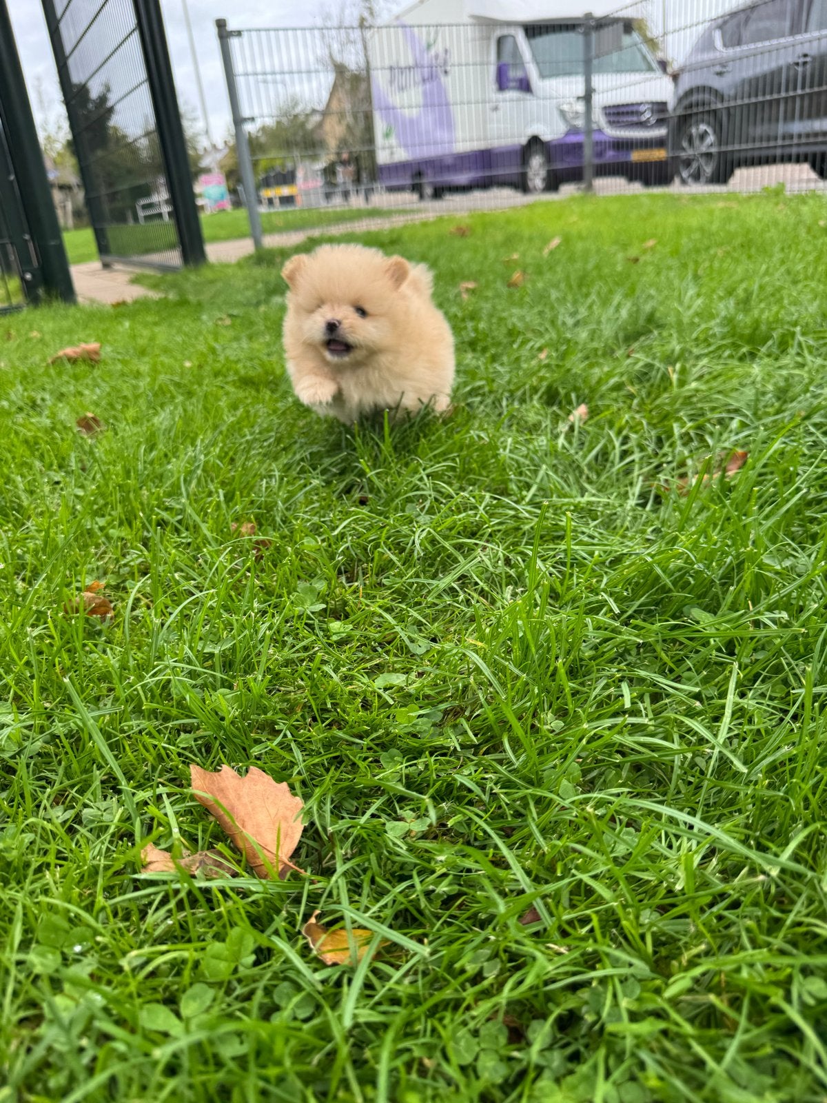 Pomeranian | Pomeriaan pup – 1 reutje over!, Dieren en Toebehoren, Overige rassen, 8 tot 15 weken, CDV (hondenziekte), Meerdere