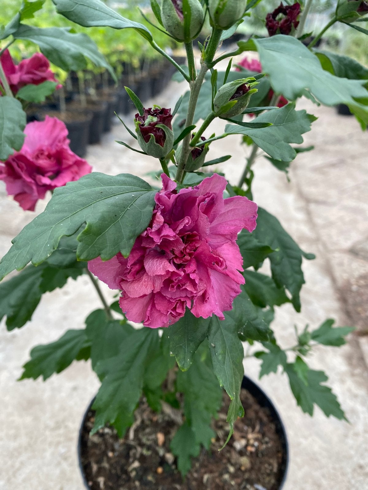 Hibiscus roze kleur in bloei!, Ophalen, Volle zon