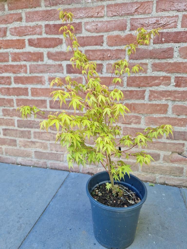 Planten, Ophalen, Esdoorn, Minder dan 100 cm