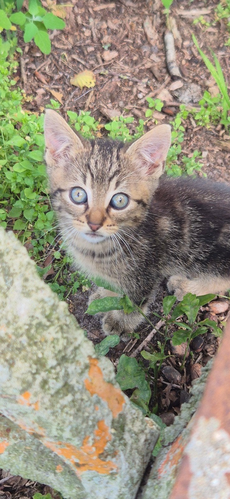 Boerderij kittens (poesjes en katers), Meerdere dieren