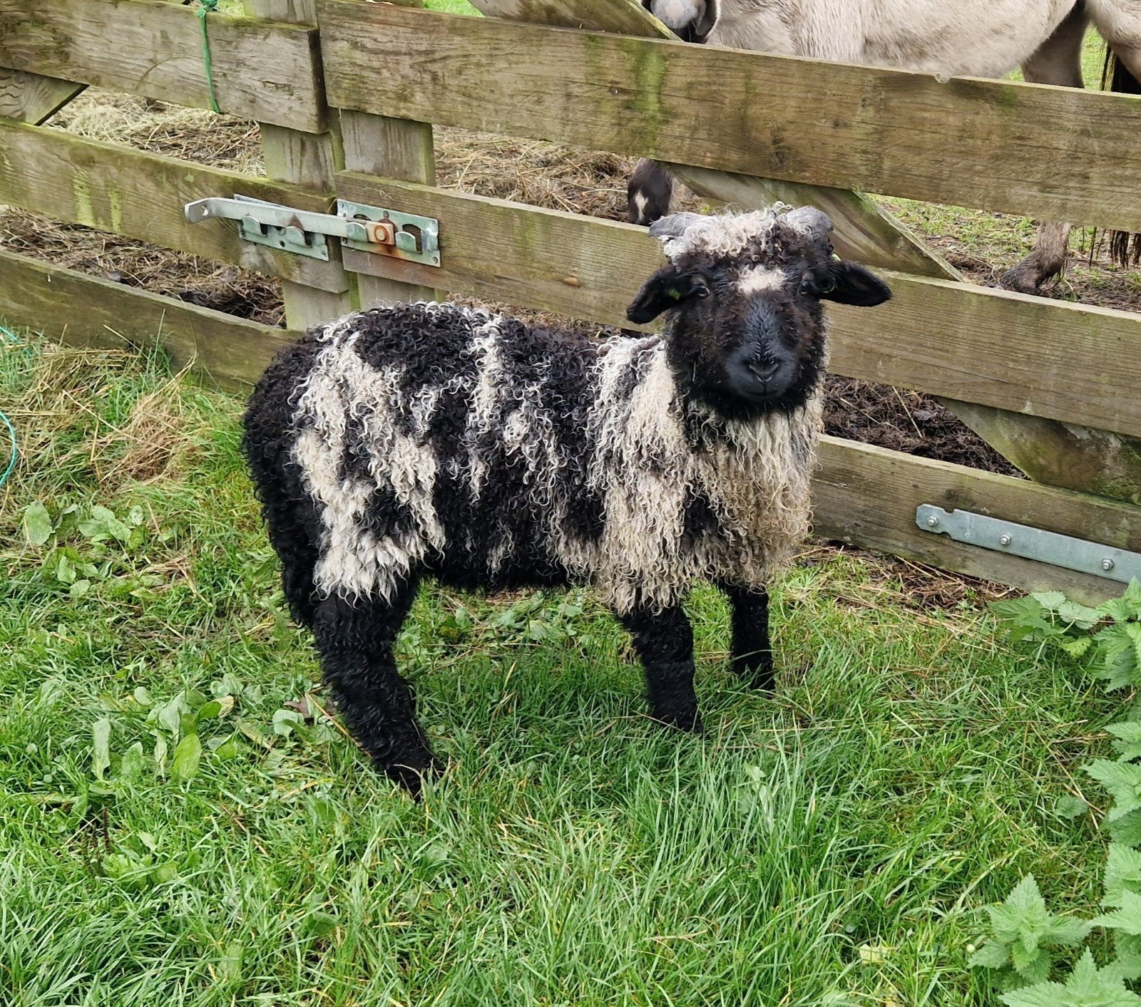 Kruising Walliser ram lammeren