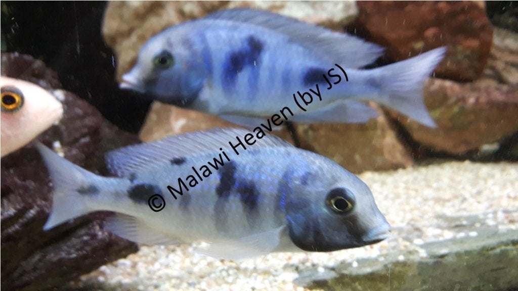 Cyrtocara moorii (Dolfijn) Malawi cichliden, Dieren en Toebehoren, Vissen | Aquariumvissen, Vis, Zoetwatervis, Schoolvis