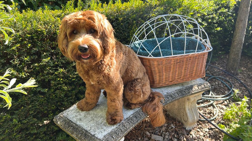 Fietsmand bagagedrager  kleine hond( vaste prijs ), Ophalen, Zo goed als nieuw