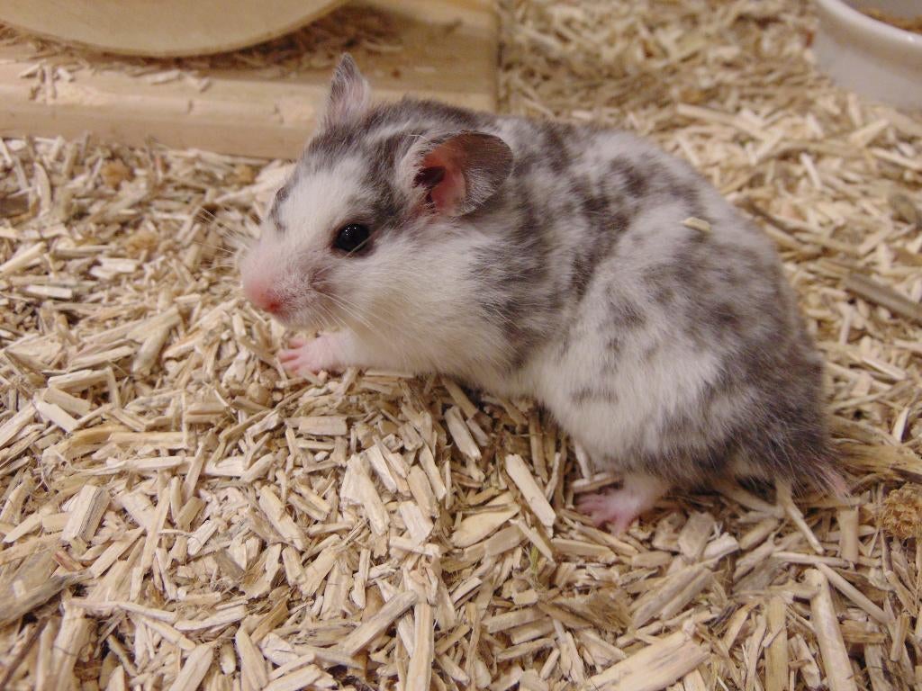 Goudhamsters in Assen., Hamster, Maart, Meerdere dieren, Tam