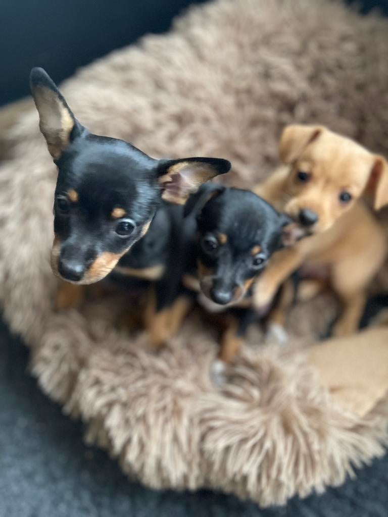 Dwerg pinschers (jack rusell) pups / black and tan en mokka, Parvo, Overige rassen, 8 tot 15 weken, Meerdere
