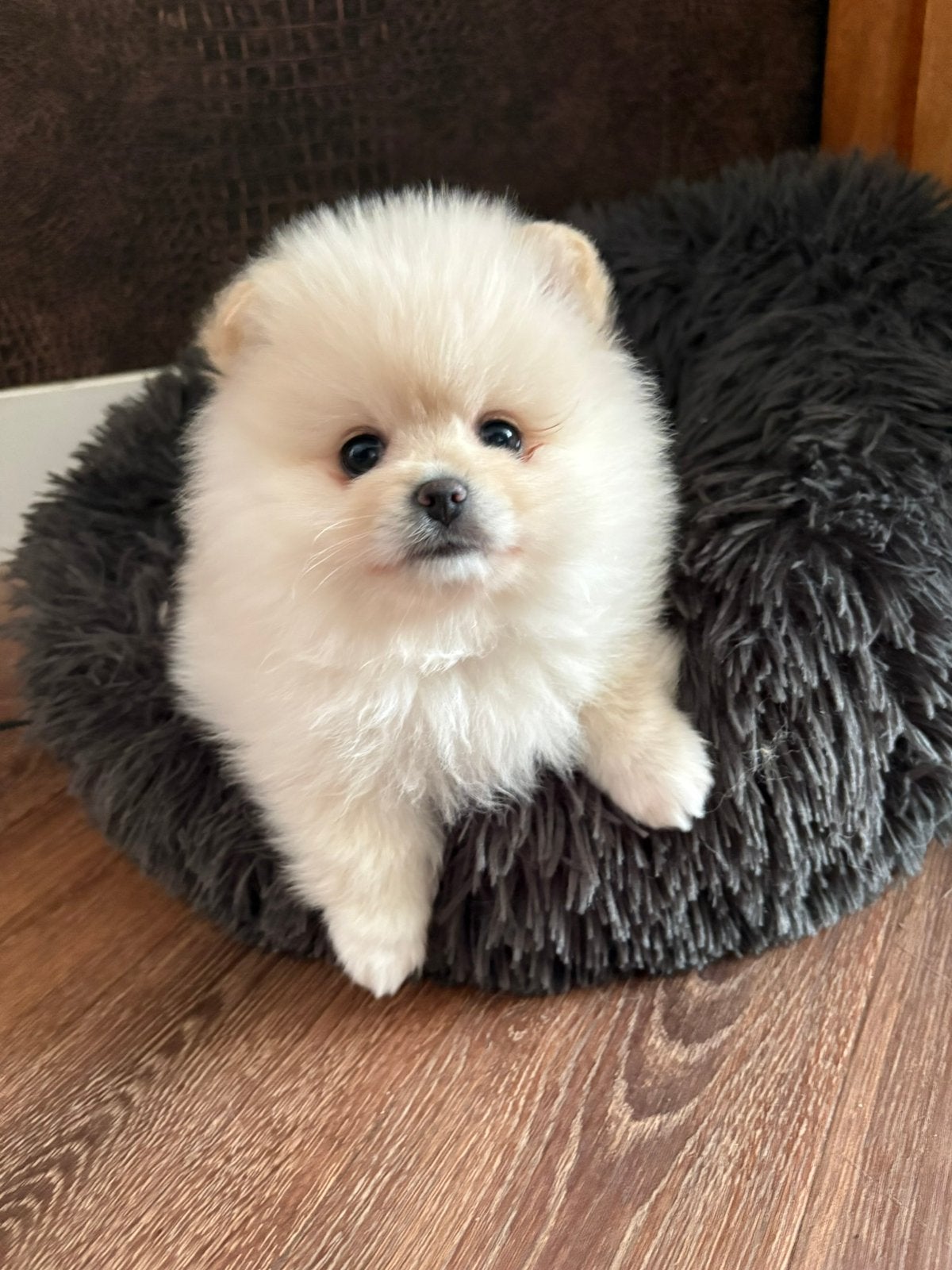 Lief meisje Pomeranian  Dwergkees, Keeshond, 8 tot 15 weken, Teef, Eén hond
