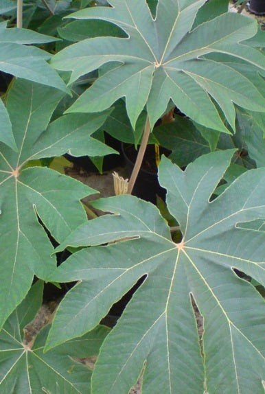 Tetrapanax papyrifera 'Rex' - Chinese rijstpapierplant -, Tuin en Terras, Ophalen, Overige soorten, Volle zon