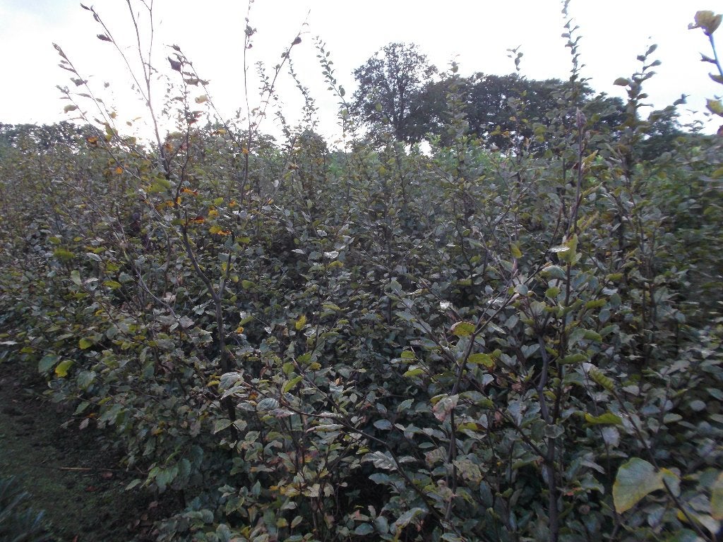 Te Koop Beuken Fagus silvatica, Ophalen, Beukenhaag, Haag, 100 tot 250 cm