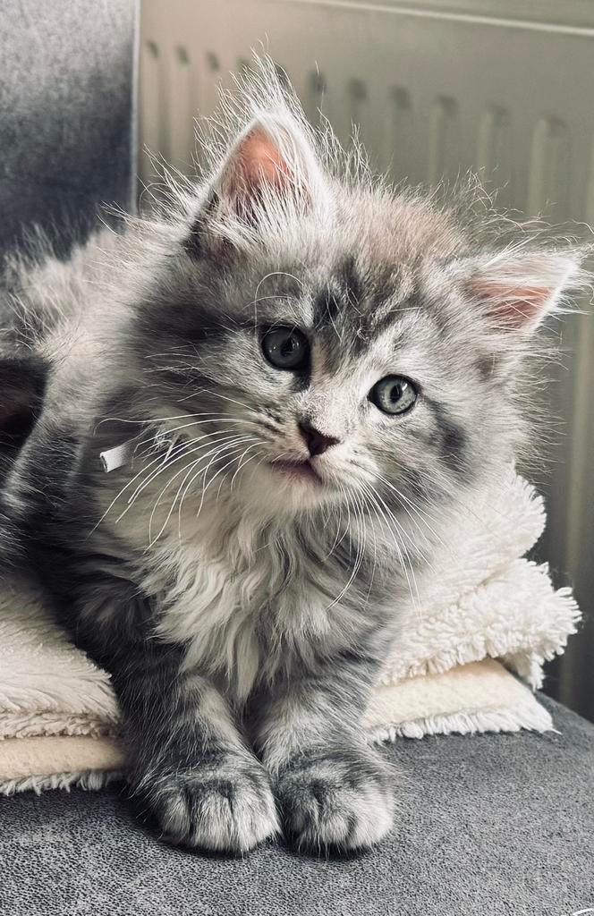 Maine Coon kittens, Dieren en Toebehoren, Katten en Kittens | Raskatten | Langhaar, Meerdere dieren, Ontwormd, 0 tot 2 jaar