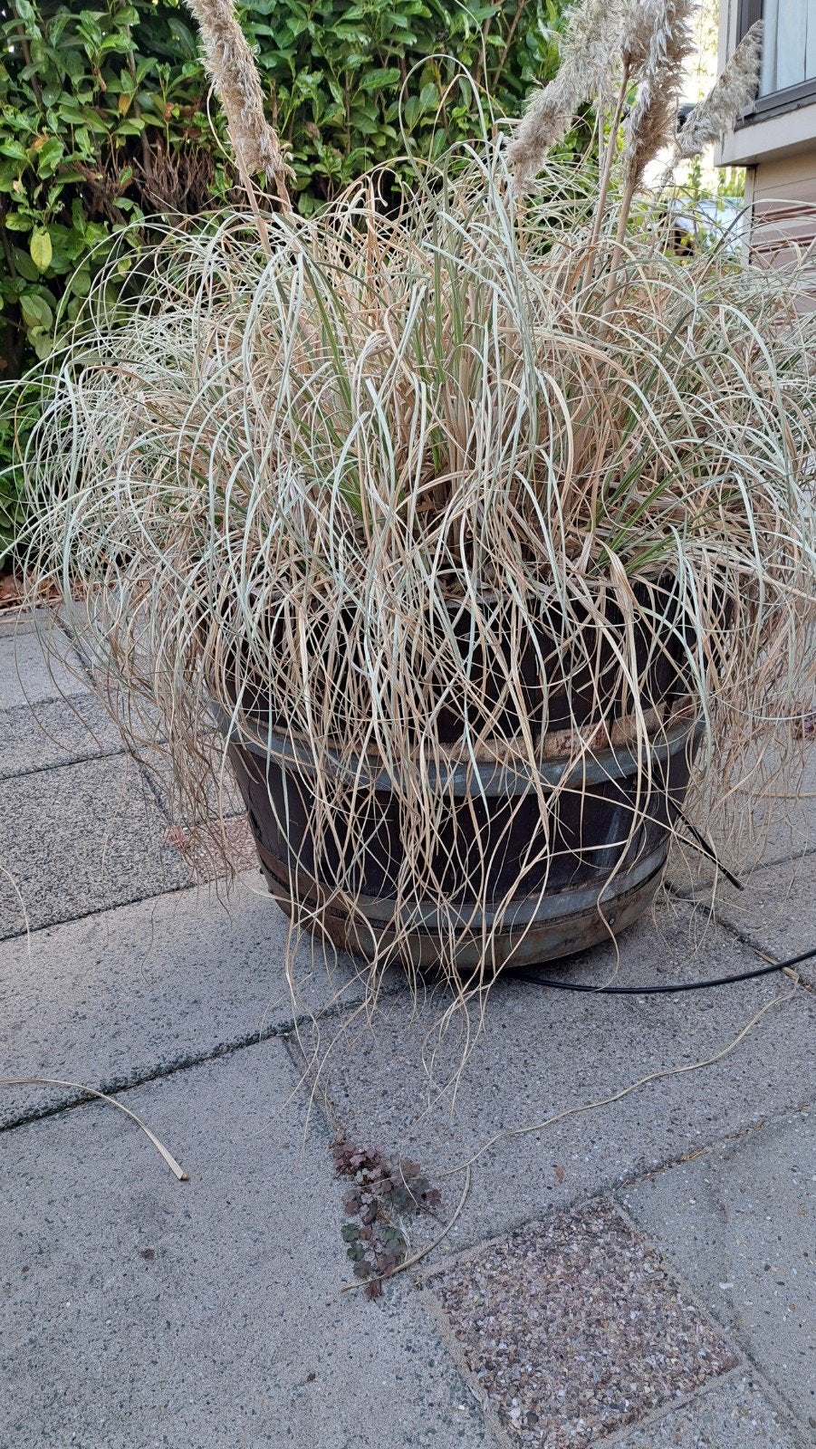 teab Pampasgras in wijnvat op wieltjes, Tuin en Terras, Ophalen, Gebruikt, Rond, Balkon