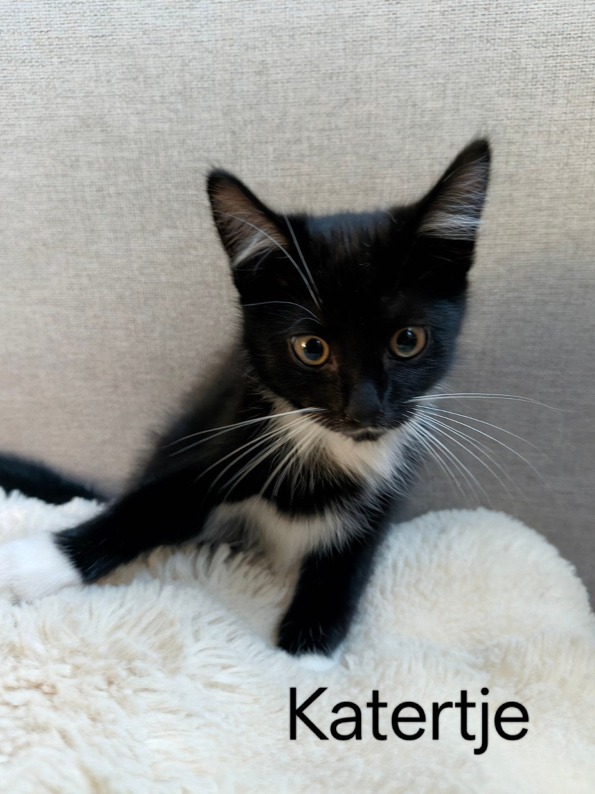 Kittens, Dieren en Toebehoren, Meerdere dieren, Kortharig, 0 tot 2 jaar