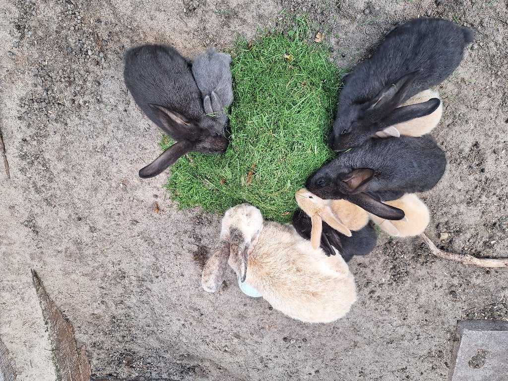 Vlaamse reuzen, Dieren en Toebehoren, Meerdere dieren, Groot, 0 tot 2 jaar
