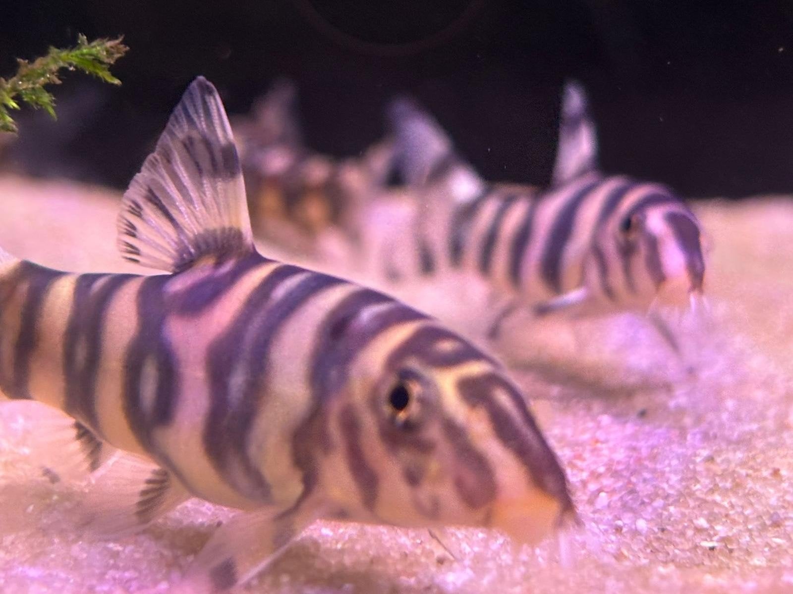 gouden zebra botia, Dieren en Toebehoren, Vissen | Aquariumvissen, Vis, Zoetwatervis, Schoolvis