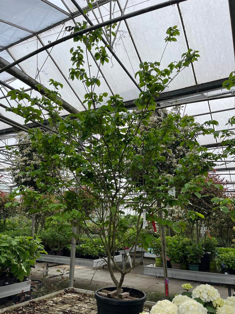 Cornus Kousa 'Satomi' - Japanse Kornoelje, Lente, 400 cm of meer, Volle zon, In pot