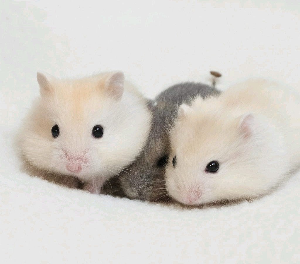 dwerghamsters te koop!, Dieren en Toebehoren, Hamster, Mei, Meerdere dieren, Tam