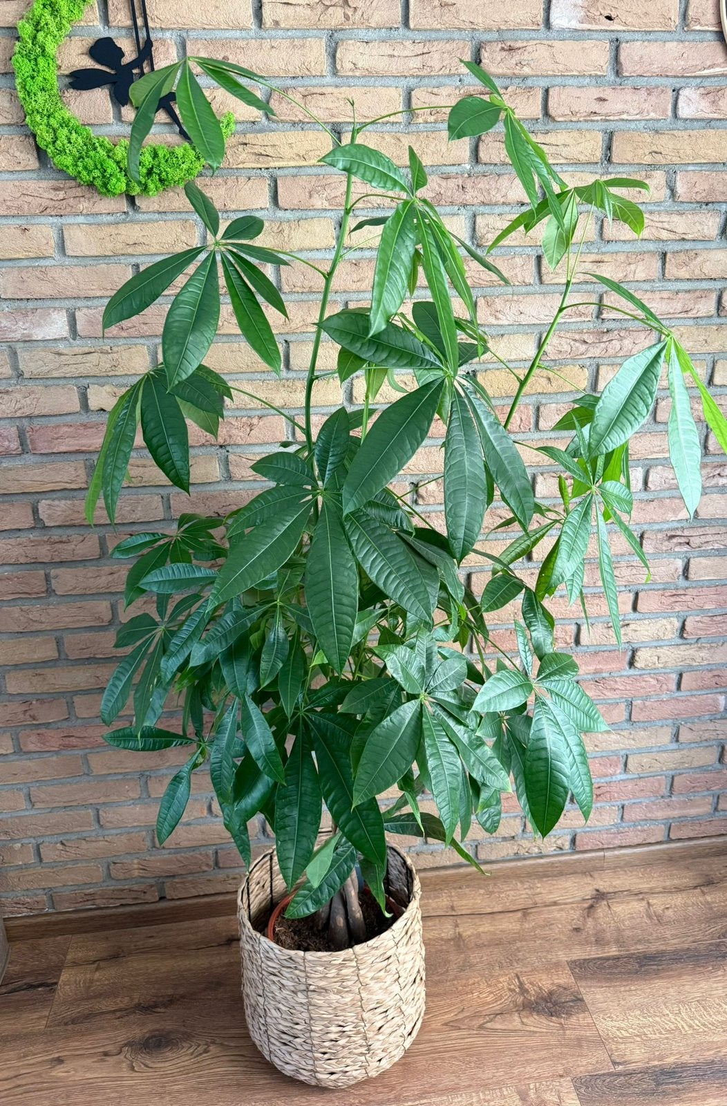 Kamerplant, Ophalen, Halfschaduw, Minder dan 100 cm