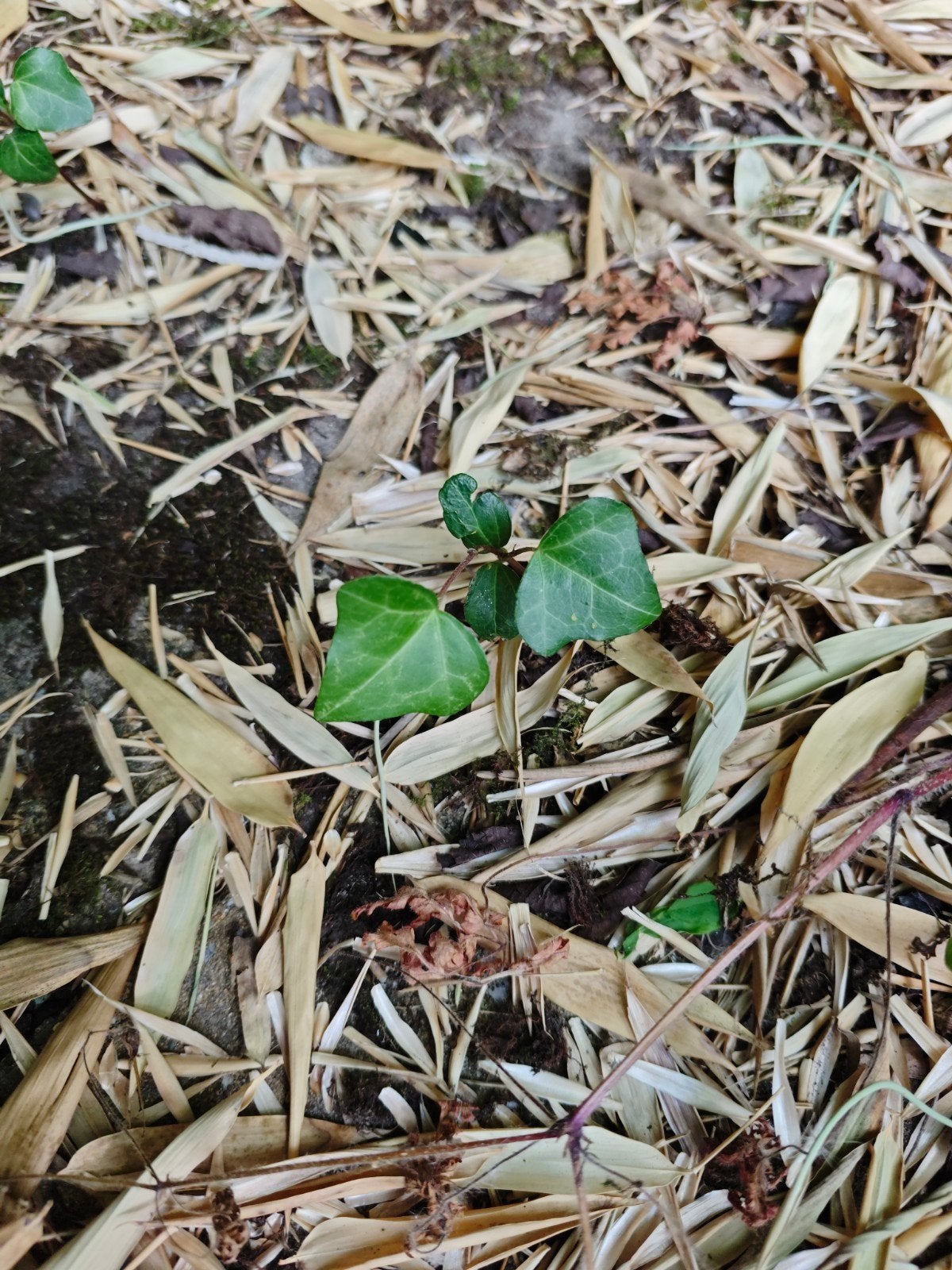 Klimop stekjes - Creëer snel een groene oase!, Tuin en Terras, Vaste plant, Ophalen of Verzenden, Bloeit niet, Halfschaduw