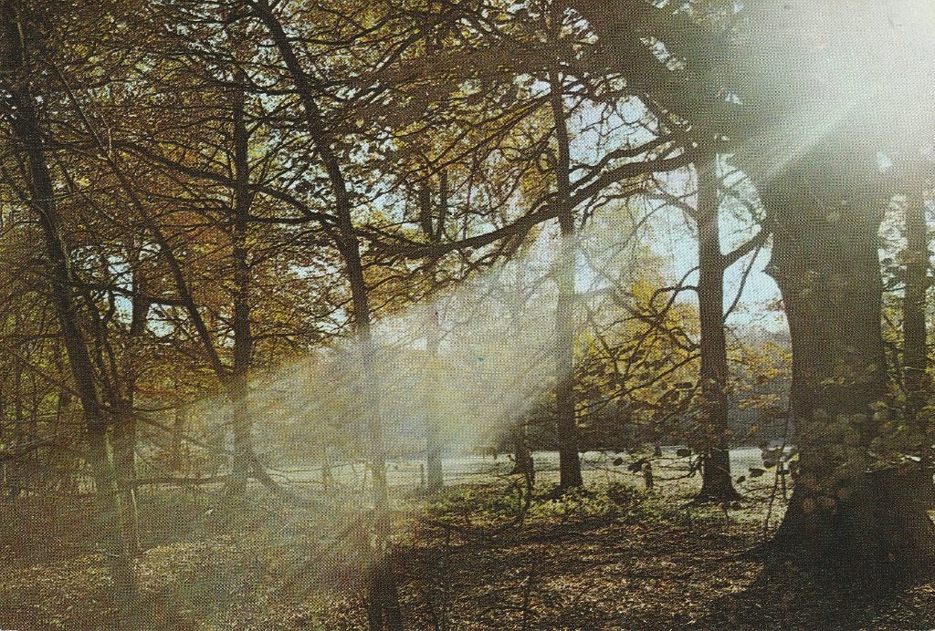 Groeten uit het Vennenbos 1978, Ophalen of Verzenden, 1960 tot 1980, Gelopen, Noord-Brabant