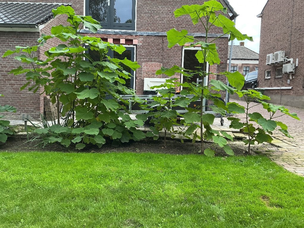 Paulownia Tomentosa, Tuin en Terras, Ophalen, Volle zon, Overige soorten, 100 tot 250 cm