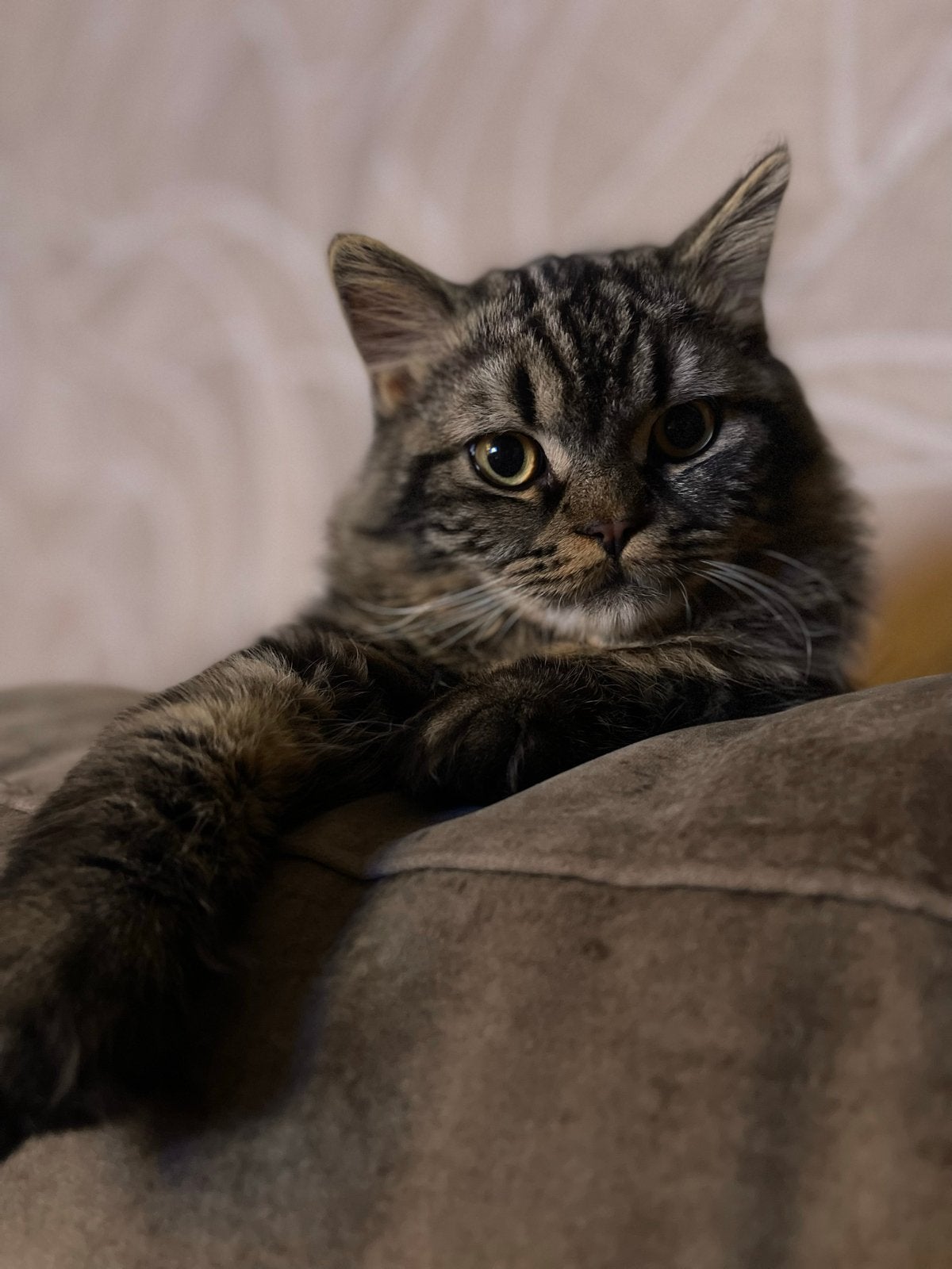 Britse Langhaar, kater, Kater