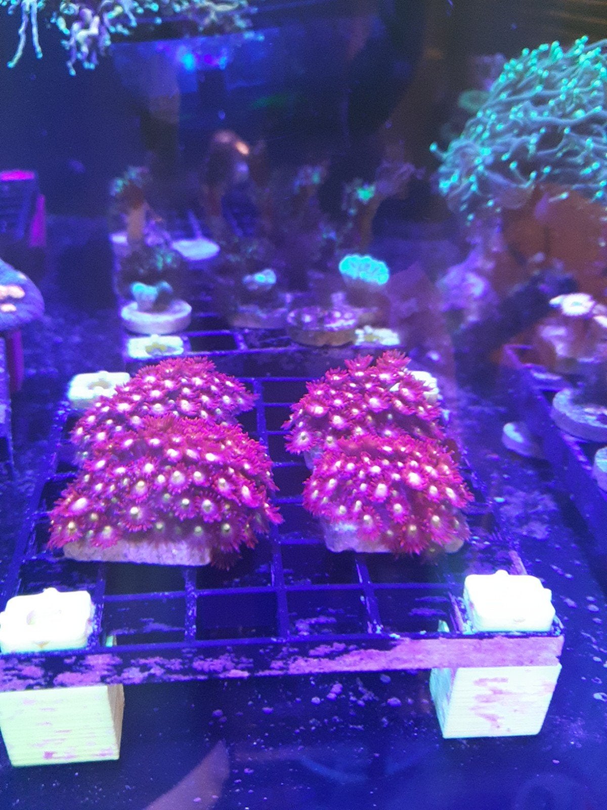 Bernardpora Sp. ULTRA RED/YELLOW