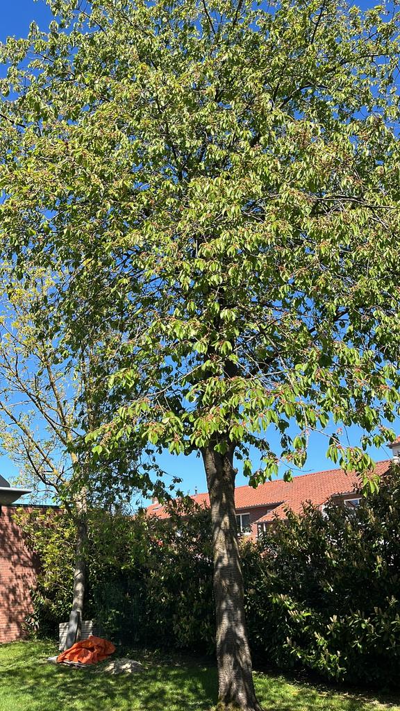 Gratis haardhout, Tuin en Terras, Minder dan 3 m³, Ophalen