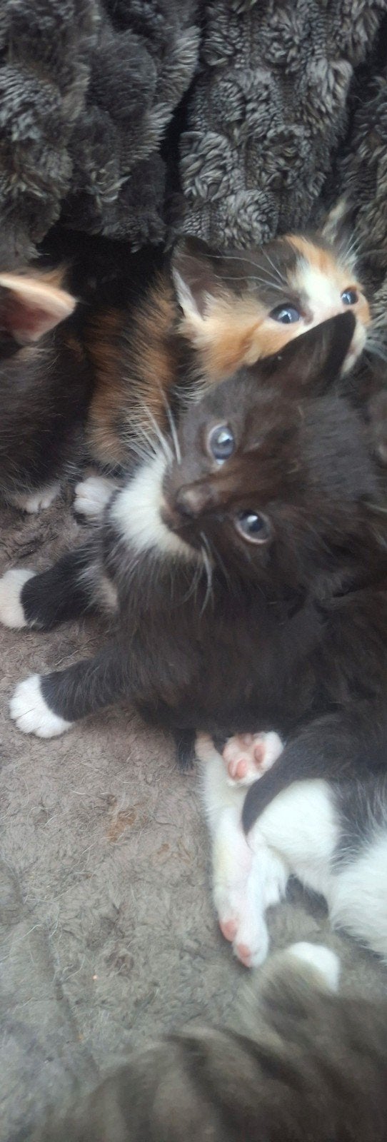 kittens 🩷