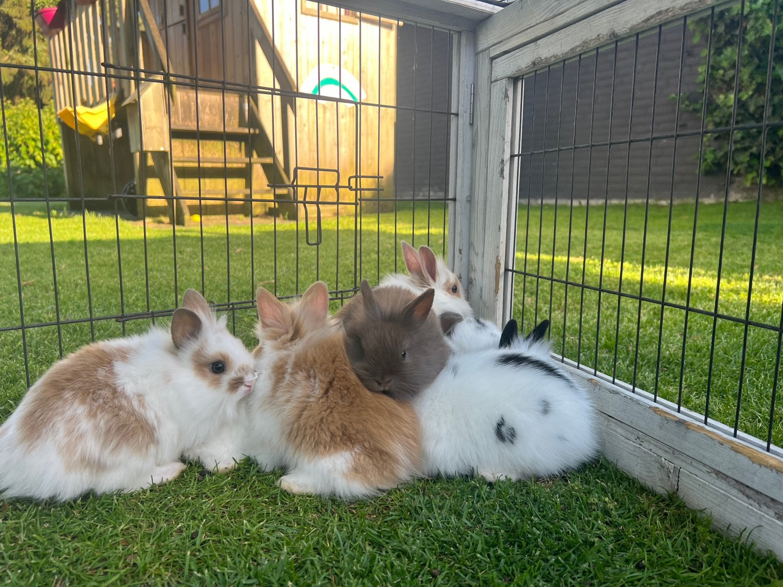 Schattige dwerg teddy konijntjes, April, Meerdere dieren, Overige typen, Tam