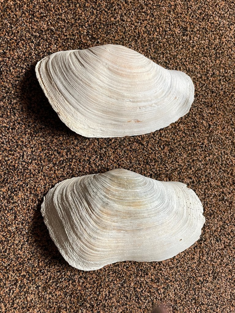 2 stuks Panopea schelpen, Ophalen of Verzenden, Schelp(en)