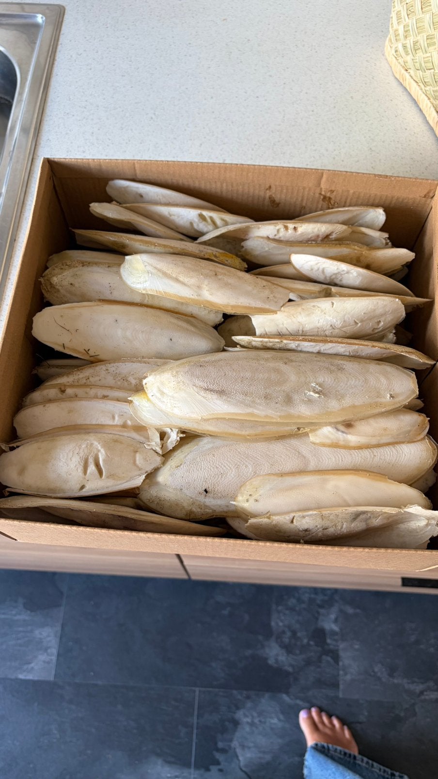 Sepia zeekat 2.9 kg 120 stuks / minder mag ook in overleg., Dieren en Toebehoren, Verzenden, Nieuw