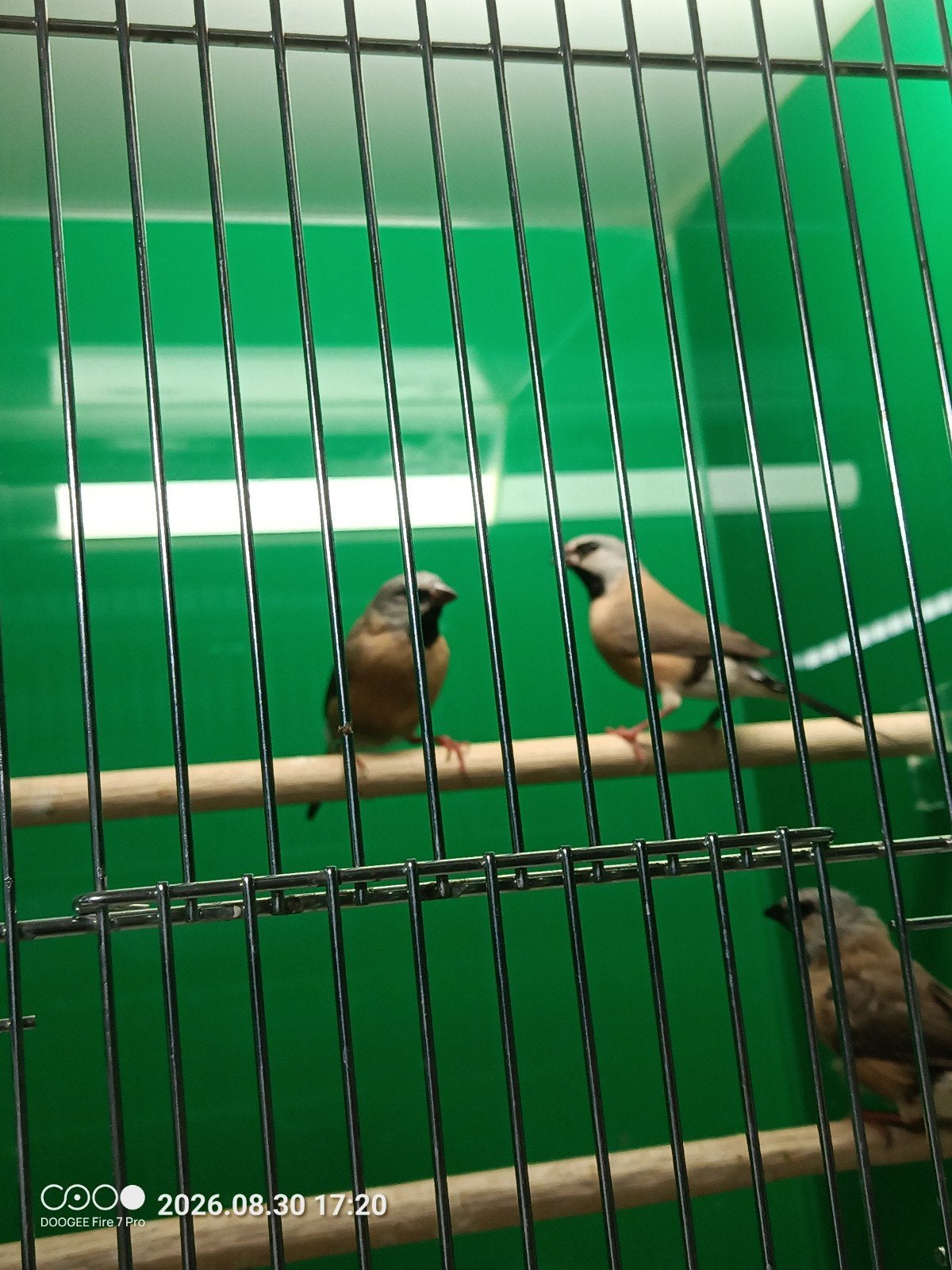 Jonge spitsstaart amedines, Dieren en Toebehoren, Geslacht onbekend, Geringd