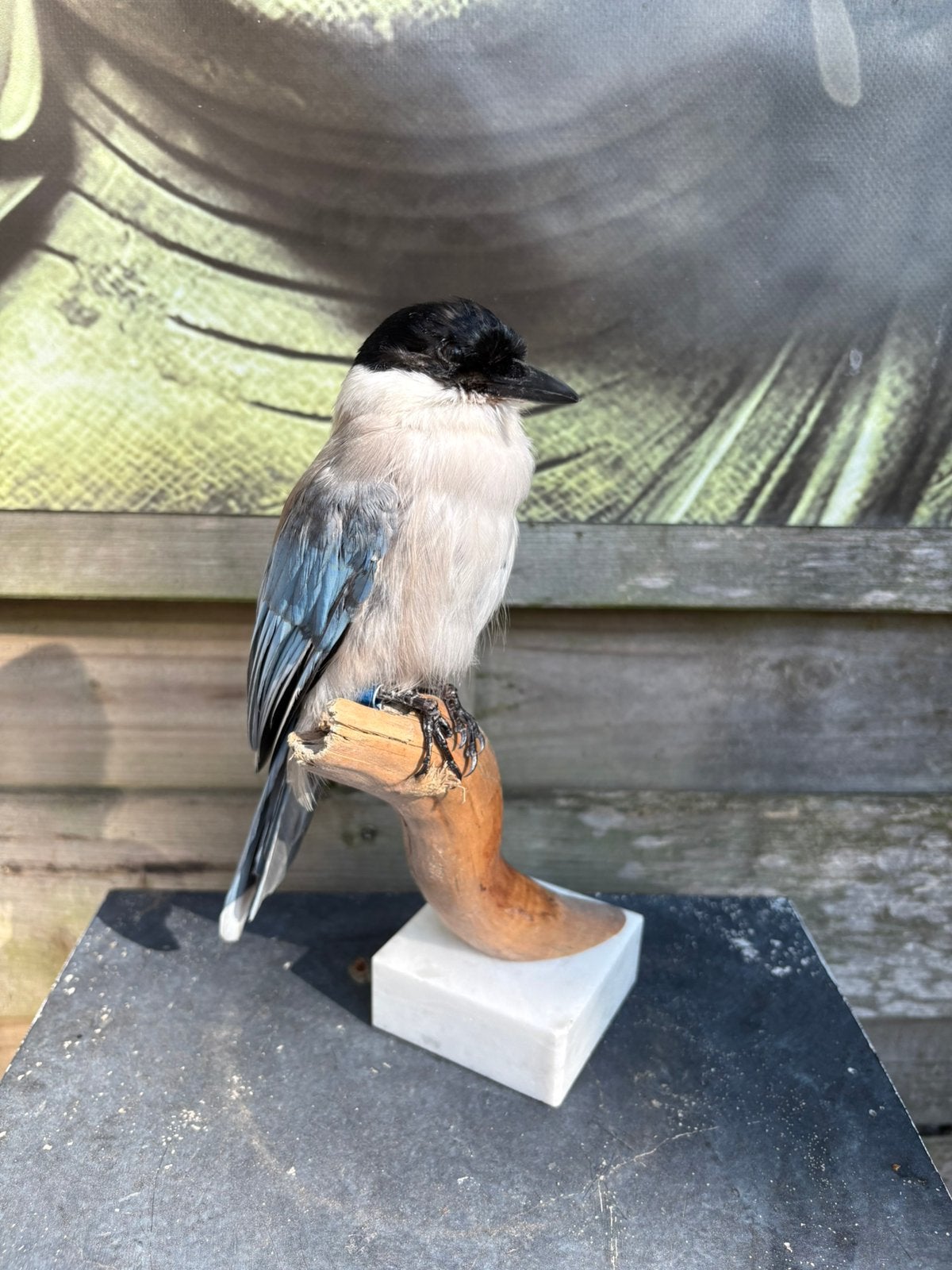 Geprepareerde blauwe ekster, Ophalen of Verzenden, Vogel, Opgezet dier