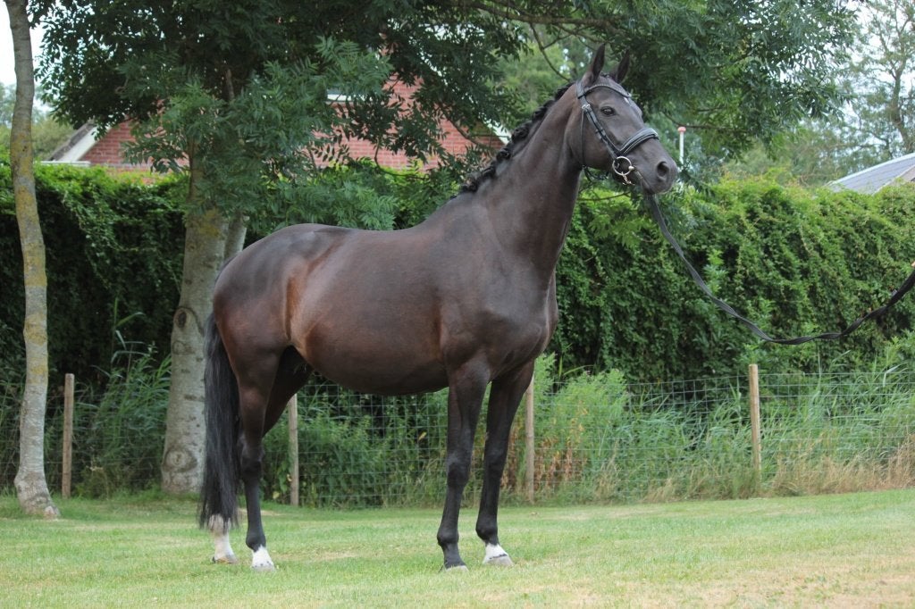 Top fokmerrie en zeer betrouwbaar voor beginner/amateur/kind, Dieren en Toebehoren, Merrie, Met stamboom, Dressuurpaard, L