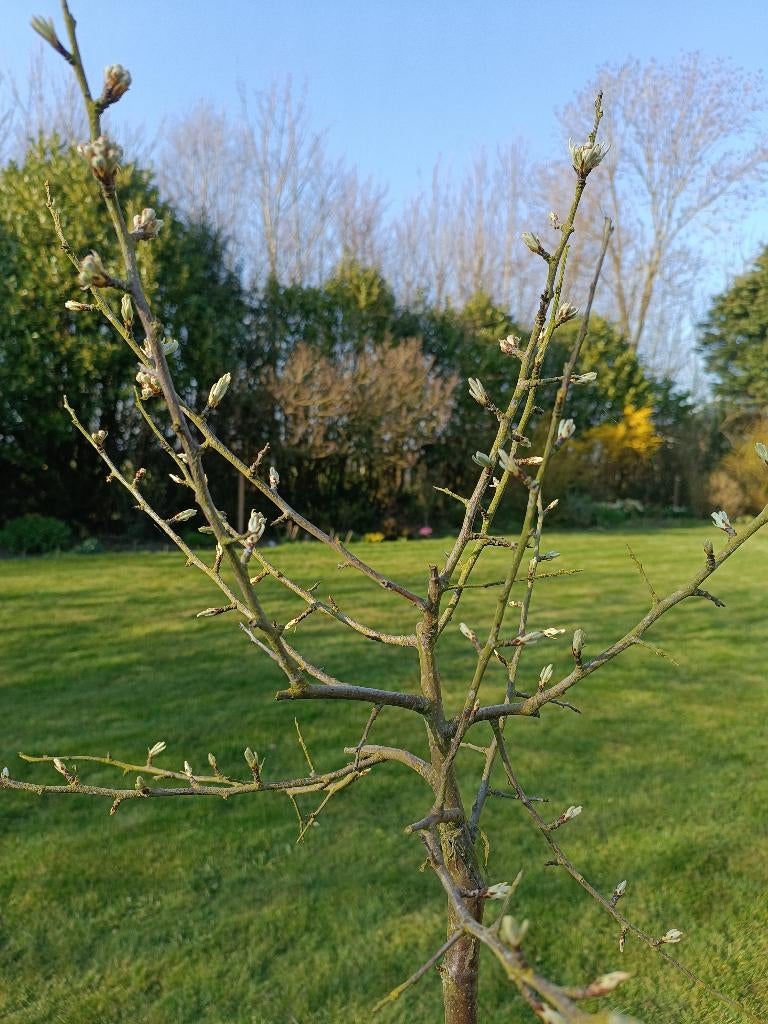 Sierpeer: Purus sal. Pendula, Overige soorten, Lente, 100 tot 250 cm, Ophalen