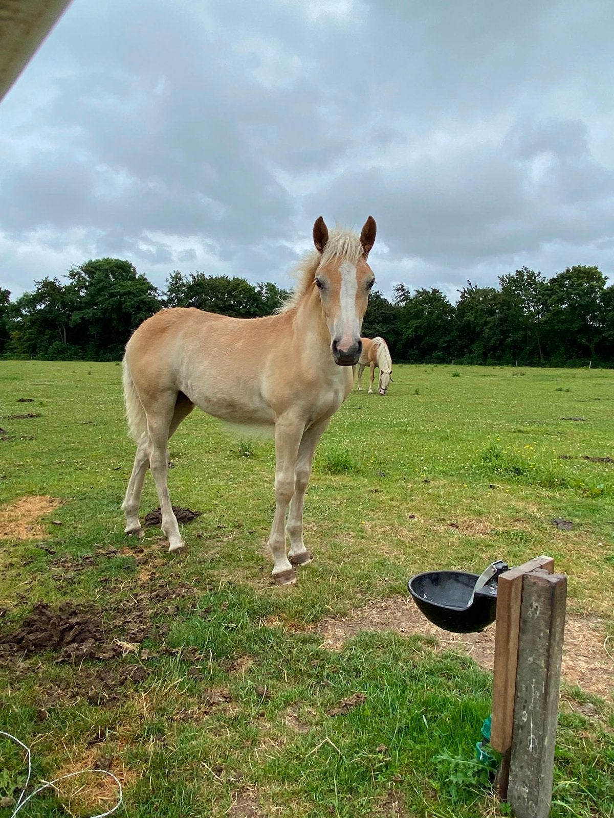 Haflinger veulen, Merrie, Niet van toepassing, A pony (tot 1.17m), 0 tot 2 jaar
