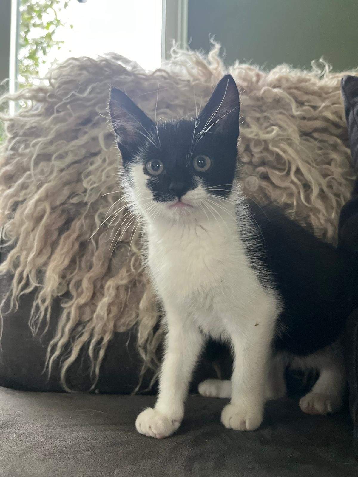 katertje, kitten, Dieren en Toebehoren, Kater