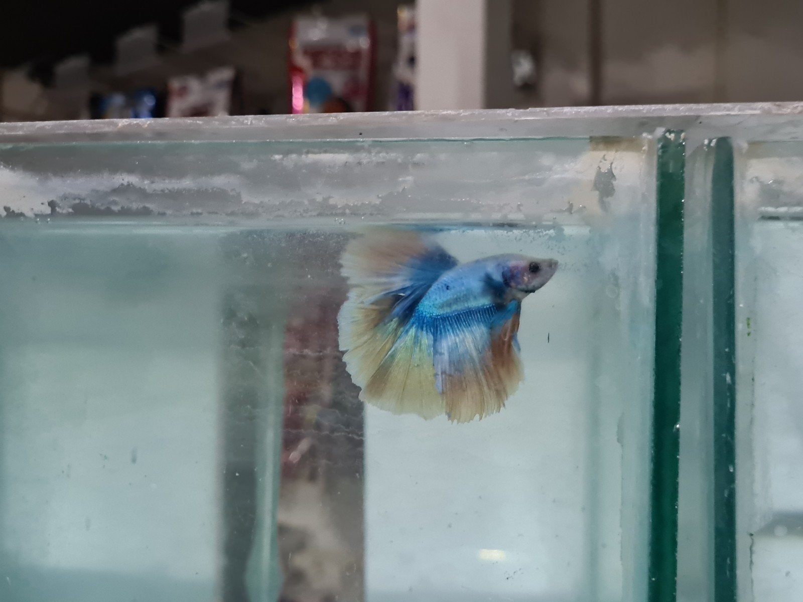 Betta splendens super delta kempvis man