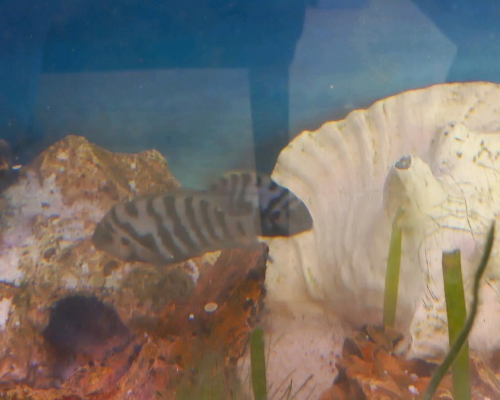 Zebra ciclides, Dieren en Toebehoren, Vis, Zoetwatervis
